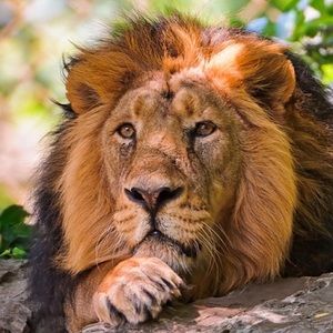 Meet your Posher, Alexander